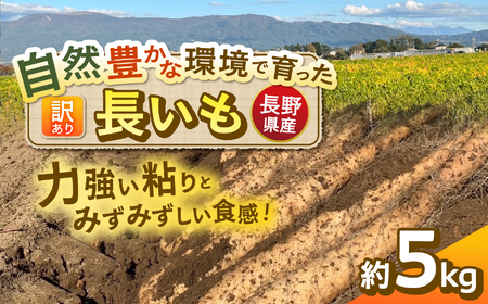 信州松本産 たつやのキモチ 長いも 訳あり 5kg |長芋 長いも ながいも 野菜 とろろ サラダ 新鮮 自然 素材 信州 長野県 松本 ふるさと納税