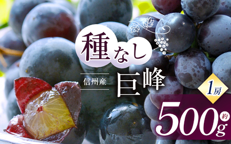 [先行受付]信州産 種無し巨峰 1房 約500g|ふるさと納税 松本市 巨峰 ぶどう 葡萄 果物 フルーツ 美味しい 種無し 新鮮 信州産 先行予約