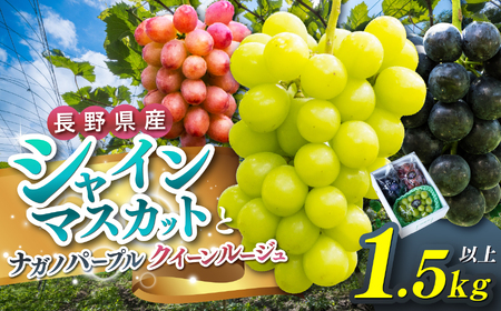 �y��s��t�F2026�N�����z���{�s�R�ӎY�@�V���C���}�X�J�b�g�E�i�K�m�p�[�v���E�N�C�[�����[�W���@�e�P�[�i1.5�L���ȏ�j �� �V���C���}�X�J�b�g �i�K�m�p�[�v�� �N�C�[�����[�W��R ��s