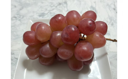 [先行受付:2026年発送]信州産 クイーンルージュ® ギフト用 約1.2kg(1房〜3房) |ふるさと納税 信州 松本 長野県 クイーンルージュ ぶどう 定番 甘い 果物 フルーツ 甘い おすすめ