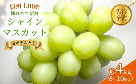 2025年先行予約 シャインマスカット 信州上田産金剛寺ぶどう 約4kg 8～10房 ぶどう 葡萄 ブドウ マスカット 4kg 果物 くだもの フルーツ デザート 旬の果物 旬のフルーツ 長野県 長野 金剛寺ぶどう