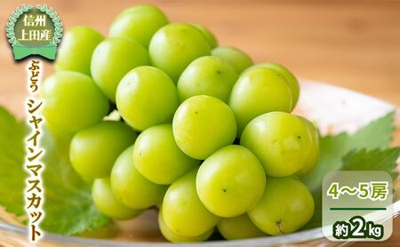 [信州上田産] ぶどう シャインマスカット 4〜5房 約2kg 葡萄 ブドウ マスカット 2kg 果物 くだもの フルーツ デザート 旬の果物 旬のフルーツ 長野県 長野