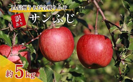 訳あり りんご JA信州うえだ 合戦りんご サンふじ 約5kg（10玉～20玉） リンゴ 林檎 ふじ 果物 くだもの フルーツ 信州 長野 離乳食 訳アリ わけあり 傷