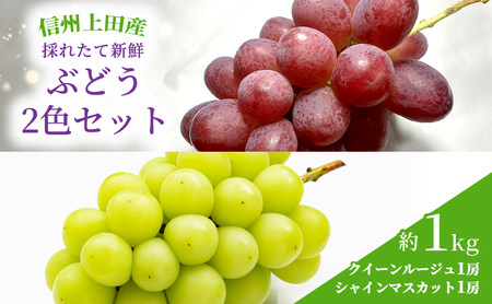 ぶどう クイーンルージュ(R)×シャインマスカット 信州上田産 金剛寺ぶどう 約1kg 2房 2色セット 詰め合わせ 葡萄 ブドウ 1kg 果物 くだもの フルーツ デザート 旬の果物 旬のフルーツ 長野県 長野