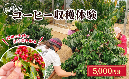 信州の大地で、自ら摘み取る「国産コーヒー収穫体験1名様分」5,000円分 コーヒーチェリー 収穫 試飲 体験 信州