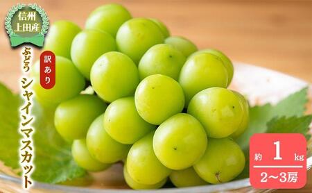 [2026年産] 訳ありシャインマスカット1kg ぶどう 葡萄 ブドウ マスカット 果物 くだもの フルーツ デザート 旬の果物 旬のフルーツ 長野