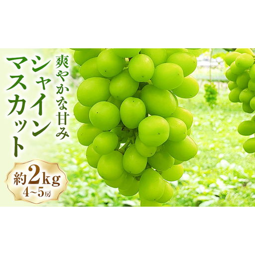 シャインマスカット約2kg(4〜5房) マスカット ぶどう 種なし 果物 上田市