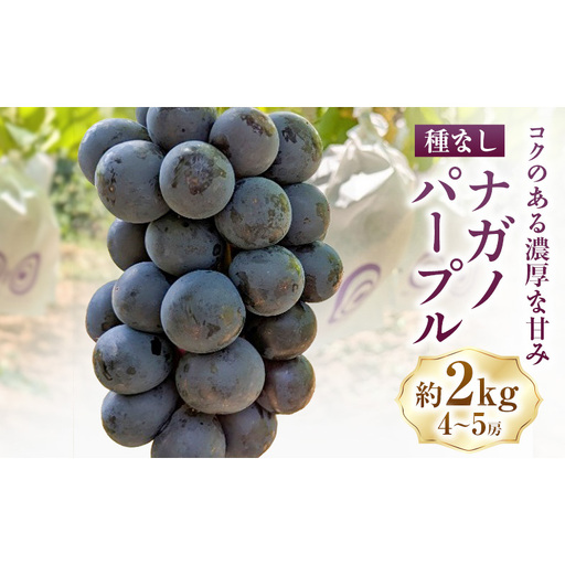 ナガノパープル約2kg(4〜5房) ぶどう 葡萄 種なし 果物 上田市