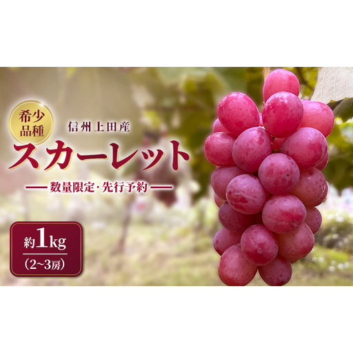 スカーレット 信州上田産 約1kg 2〜3房 ぶどう ブドウ 1kg 種なし 皮ごと 果物 くだもの フルーツ デザート 旬の果物 旬のフルーツ 長野県上田市