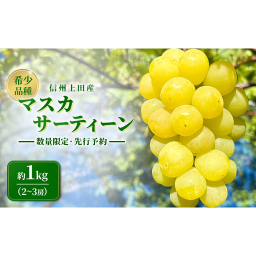 マスカサーティーン 信州上田産 約1kg 2〜3房 ぶどう ブドウ 1kg 種なし 皮ごと 果物 くだもの フルーツ デザート 旬の果物 旬のフルーツ 長野県上田市