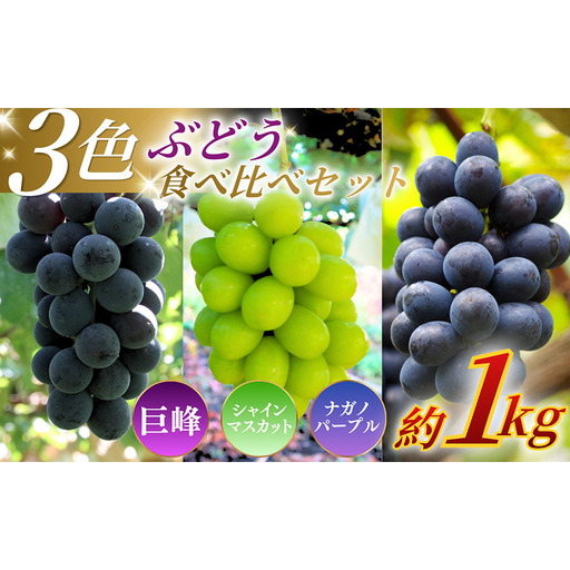 [★先行予約][訳あり]長野県産 ぶどう3種食べ比べセット(シャインマスカット・ナガノパープル・巨峰)合計約1.1kg 見た目にワケあり 味はそのまま 旬のフルーツ 長野県 上田 信州