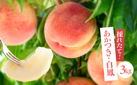 南信州産 桃 約3kg[ あかつき ・ 白鳳 ] [2025年7月より順次発送] | 果物 くだもの フルーツ 柿 桃 もも あかつき 白鳳 長野県 信州 南信州 飯田市