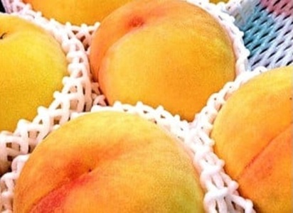 南信州産 黄桃 約3kg | 果物 くだもの フルーツ 柿 桃 もも 黄桃 ジューシー 長野県 信州 南信州 飯田市