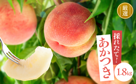 長野県 飯田市産 桃 あかつき 約1.8kg 糖度選別13度以上 【2026年7月中旬～8月上旬発送】