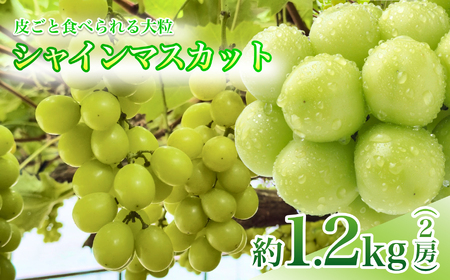 y9{甭\zMB Y Â 嗱 VC}XJbg 2[  1.2kg 炲 Hׂ Ԃǂ | 쌧 ѓcs