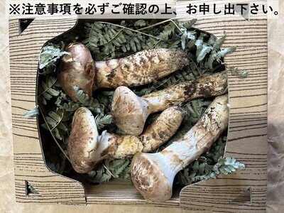 [オンライン決済限定] 諏訪市後山産 松茸 約 200g~250g (※注意事項を必ず確認の上、お申し出下さい)/Suwa後山ブランド化プロジェクト 信州産 まつたけ マツタケ 産地直送 長野 国産 [67-03]