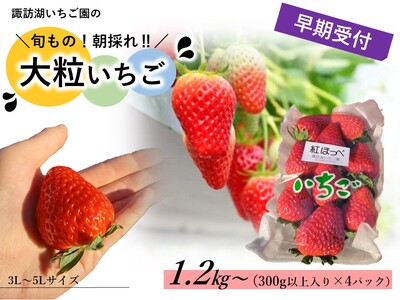 y2026N1`2zuzK΂̑嗱v(300gȏ×4pbN) y zK؃ufBOvWFNg z ^  zK΂  C`S  Â  傫