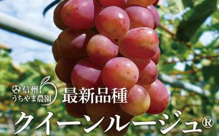 クイーンルージュ® 1房 (450g以上)[信州うちやま農園] 2025年発送 ※8月中旬頃〜10月下旬頃まで順次発送予定