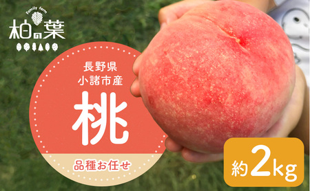 [2026年発送先行予約] 長野県小諸市産桃 約2kg(6〜9玉) ギフト用 [Family farm 柏の葉]