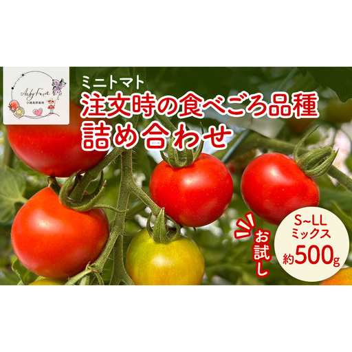 【お試し】 ミニトマト 約500g 注文時の食べごろ品種詰め合わせ アイビーファーム 長野 信州 小諸 産地直送