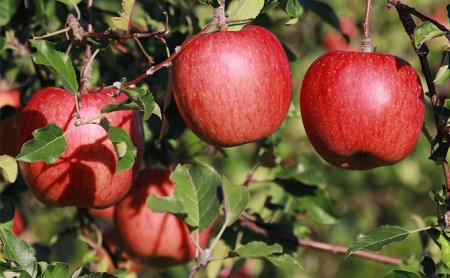 _̃Tӂ@10kg   MB S ь ʕ 