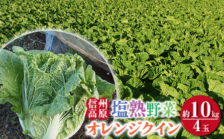 信州高原塩熟野菜(オレンジクイン)約10kg 4玉 産地直送 葉物野菜 甘い やわらかい サラダ 生食 オレンジ白菜 白菜 まろやか 食材 料理 調理