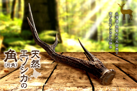 [数量限定]天然エゾシカの角(片角)