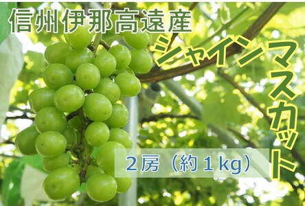 信州高遠産 種なし シャインマスカット 2房 約1kg
