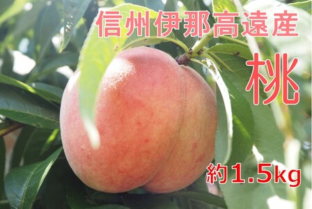 高遠産 桃 1.5kg おまかせ3品種
