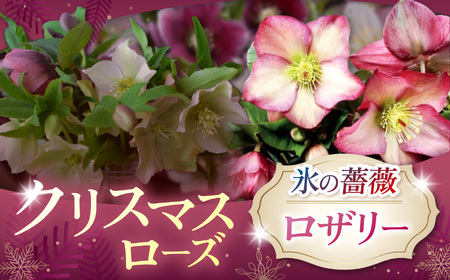 クリスマスローズ・氷の薔薇ロザリー | 花 クリスマス ローズ 冬 氷 薔薇 赤 季節 冬 ガーデニング ガーデン 庭 贈答 プレゼント ギフト 期間限定 伊那市 ふるさと納税[021-42]