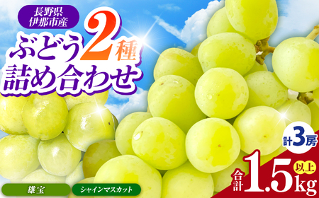 [2026年先行予約]信州伊那産ぶどう2種詰合せセット(約1.5kg)シャインマスカット 雄宝