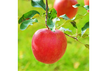 【AB-30】【数量限定!】シナノスイート5キロ　信州が生んだ最高においしいりんご（リンゴ・林檎）シナノスイート5キロ
