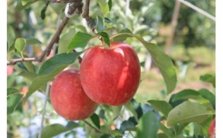【010-12】シナノドルチェ3キロ　さっぱりとした酸味が楽しめる信州のりんご（りんご・リンゴ・林檎）