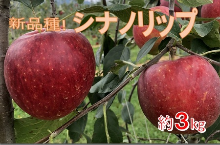 新品種! 信州のシナノリップ 3キロ! 信濃三兄弟の一つ(りんご・リンゴ・林檎)