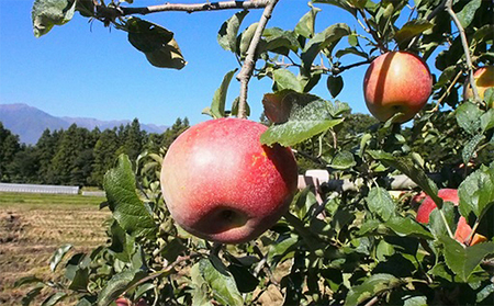 2026�N�Y ��� ���� ���I �����p �V�i�m�X�C�[�g 5kg �i12�`18�ʁj �Y�n���� �M�t�g �v���[���g ���� �����i ���蕨 �t���[�c �ʕ� �f�U�[�g ����� �����S �ь� �H �{ �M�B ��M�B�Y ���쌧 ��