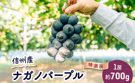 ぶどう ナガノパープル 約700g(1房)果物 フルーツ デザート 信州 長野 駒ケ根市