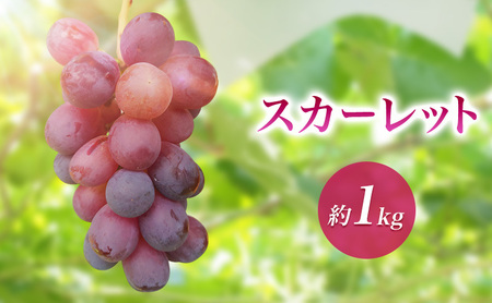 2026年産スカーレット約1kg 種なし 果物 葡萄 ぶどう マスカット フルーツ 長野県 駒ケ根市