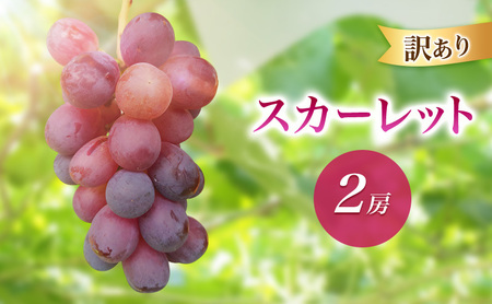 2026年産訳ありスカーレット2房 種なし 果物 葡萄 ぶどう マスカット フルーツ 長野県 駒ケ根市 長野県 駒ケ根市