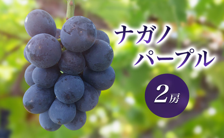 2026年産ナガノパープル2房 種なし 果物 葡萄 ぶどう フルーツ 長野県 駒ケ根市