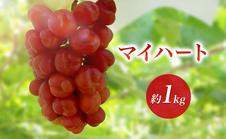 2026年産マイハート 約1kg 種なし 果物 葡萄 ぶどう マスカット フルーツ 長野県 駒ケ根市