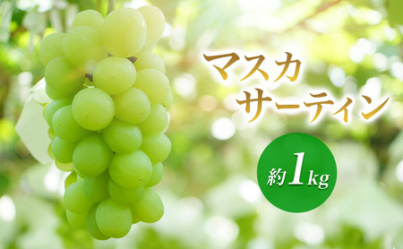 2026年産マスカサーティン 約1kg 種なし 果物 葡萄 ぶどう マスカット フルーツ 長野県 駒ケ根市