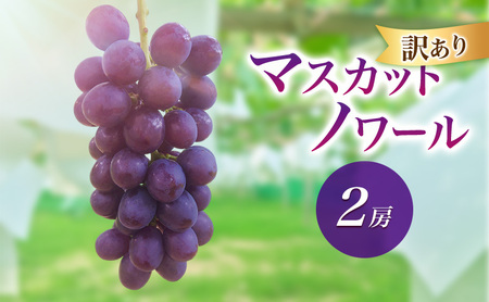 2026年産訳ありマスカットノワール 2房 種なし 果物 ぶどう 葡萄 マスカット フルーツ 長野県 駒ケ根市 長野県 駒ケ根市