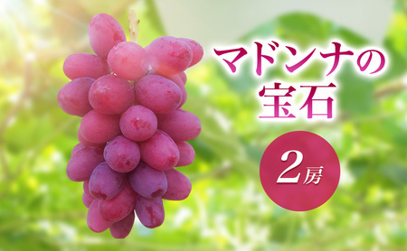 2026年産マドンナの宝石 2房 果物 ぶどう 葡萄 マスカット フルーツ 長野県 駒ケ根市