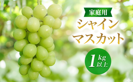 2026年産家庭用シャインマスカット 1kg以上 種なし 果物 ぶどう 葡萄 マスカット フルーツ 長野県 駒ケ根市