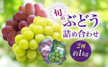 2026年産旬のぶどう詰め合わせ2種約1kg 果物 ぶどう 葡萄 マスカット フルーツ 種なし 詰め合わせ 長野県 駒ケ根市
