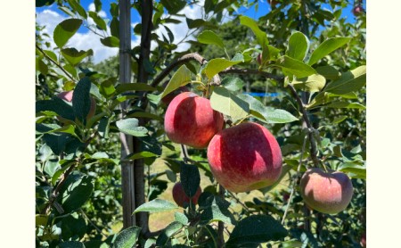 2026�N�Y ��� ���� �V�i�m���b�v �� 5kg �i14�ʁ`20�ʁj �Y�n���� �t���[�c �ʕ� �f�U�[�g ����� �����S �ь� �{ �{�̉ʕ� �{�̃t���[�c �M�B ����Y ���쌧 ���쌧�Y 2026 2026�N