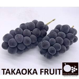 「産地より信州中野の旬をお届け」 種なし巨峰 贈答用 約1kg [配送不可地域:離島]