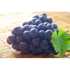 y2026NstzMB Yn@炲ƐHׂiKmp[v@5kg(5`10[)yzsnFzy1541968z