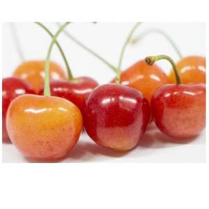 y2026Nzt[c@MBY@ځ@@2.4kg(100g×24pbN)yzsnFzy1570419z