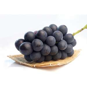 y2026NzMBY@Yn@嗱Ԃǂ̑\i@Ȃ@1[(400`800g)yzsnFzy1577391z